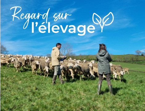 Élevage