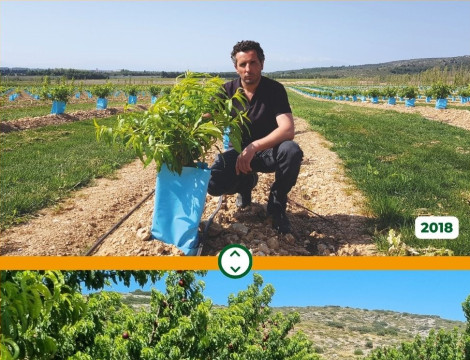 David MASSOT - Arboriculteurs - Pyrénées-Orientales - Sharka