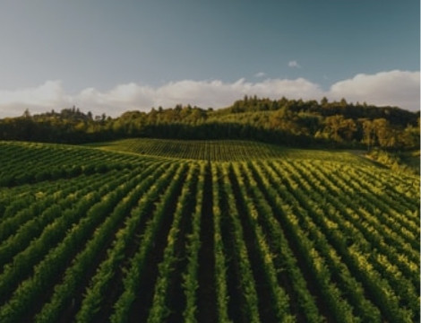 Replay Webinaire : La forêt : marché, tendances et perspectives