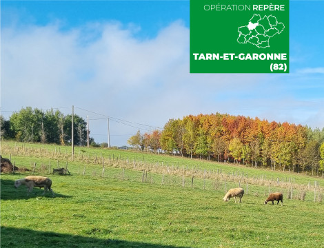 Steeven et Émeline (82) - Élevage mixte