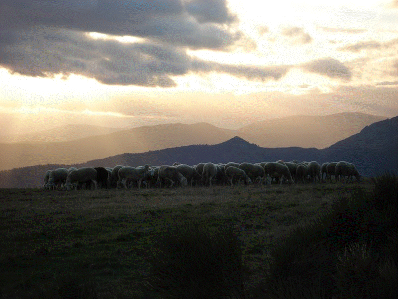 Lozère